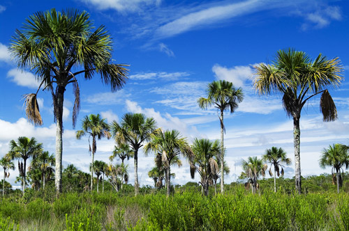 Dia do Cerrado - Pesquisas buscam conhecimento para melhorar a sustentabilidade e conservação do Cerrado brasileiro