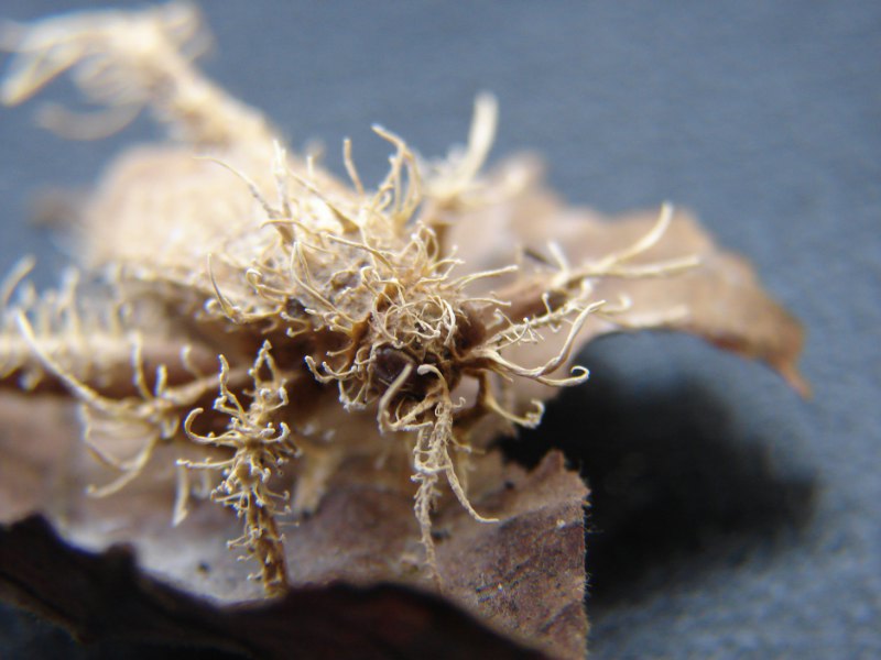  Ricardo Lopes de Melo/2010. Fungos entomopatogênicos. Grilo completamente parasitado por um fungo entomopatogênico não identificado.